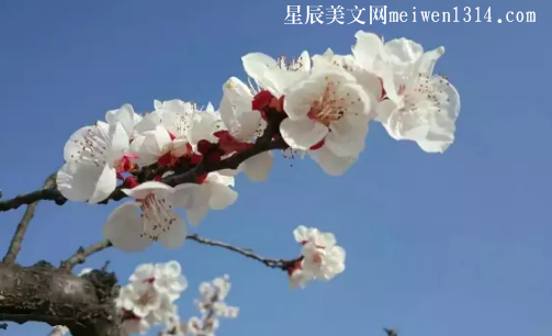 你說，春日櫻桃花