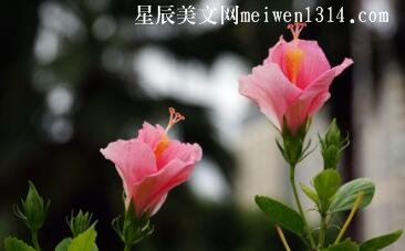 聽，花開的聲音