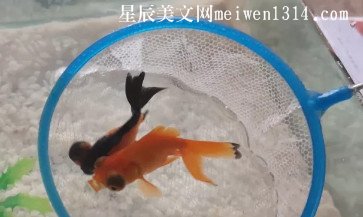 救魚