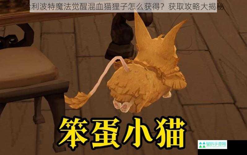 哈利波特魔法觉醒混血猫狸子怎么获得？获取攻略大揭秘