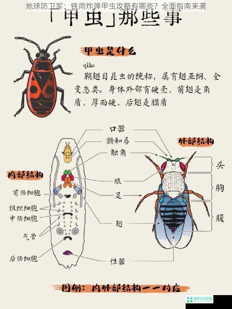 了解炸弹甲虫的特性