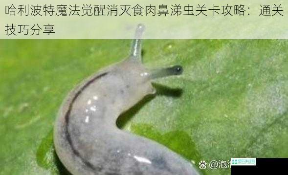 哈利波特魔法觉醒消灭食肉鼻涕虫关卡攻略：通关技巧分享