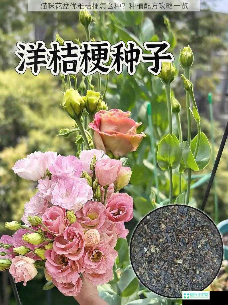 猫咪花盆优雅桔梗怎么种？种植配方攻略一览