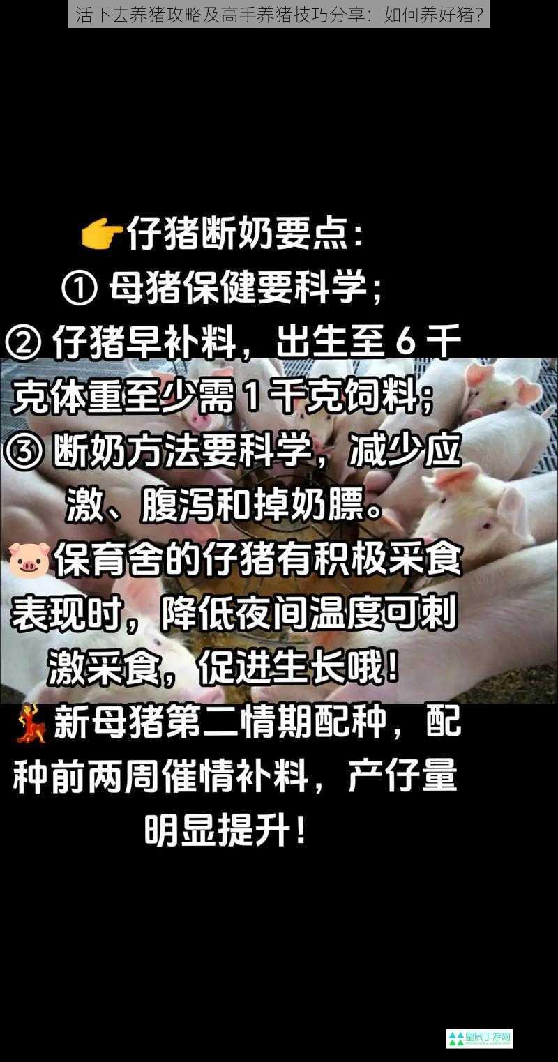 活下去养猪攻略及高手养猪技巧分享：如何养好猪？