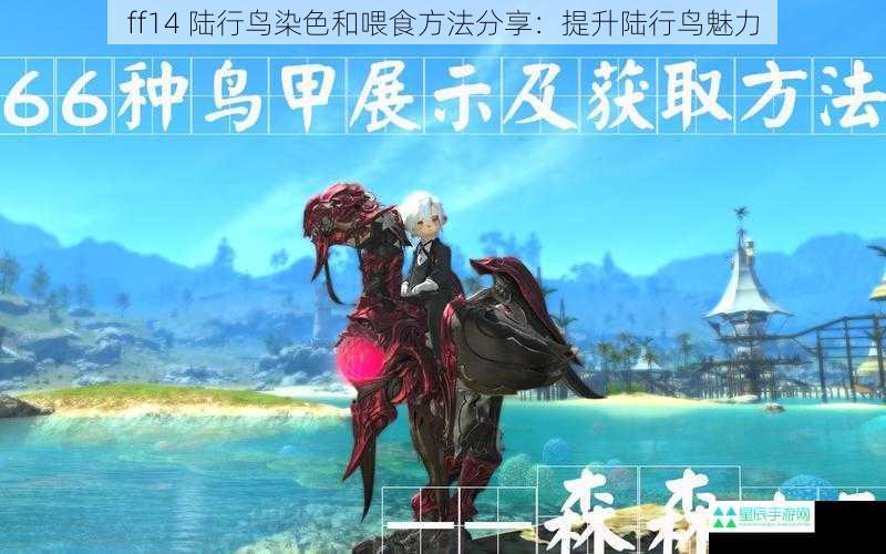 ff14 陆行鸟染色和喂食方法分享：提升陆行鸟魅力